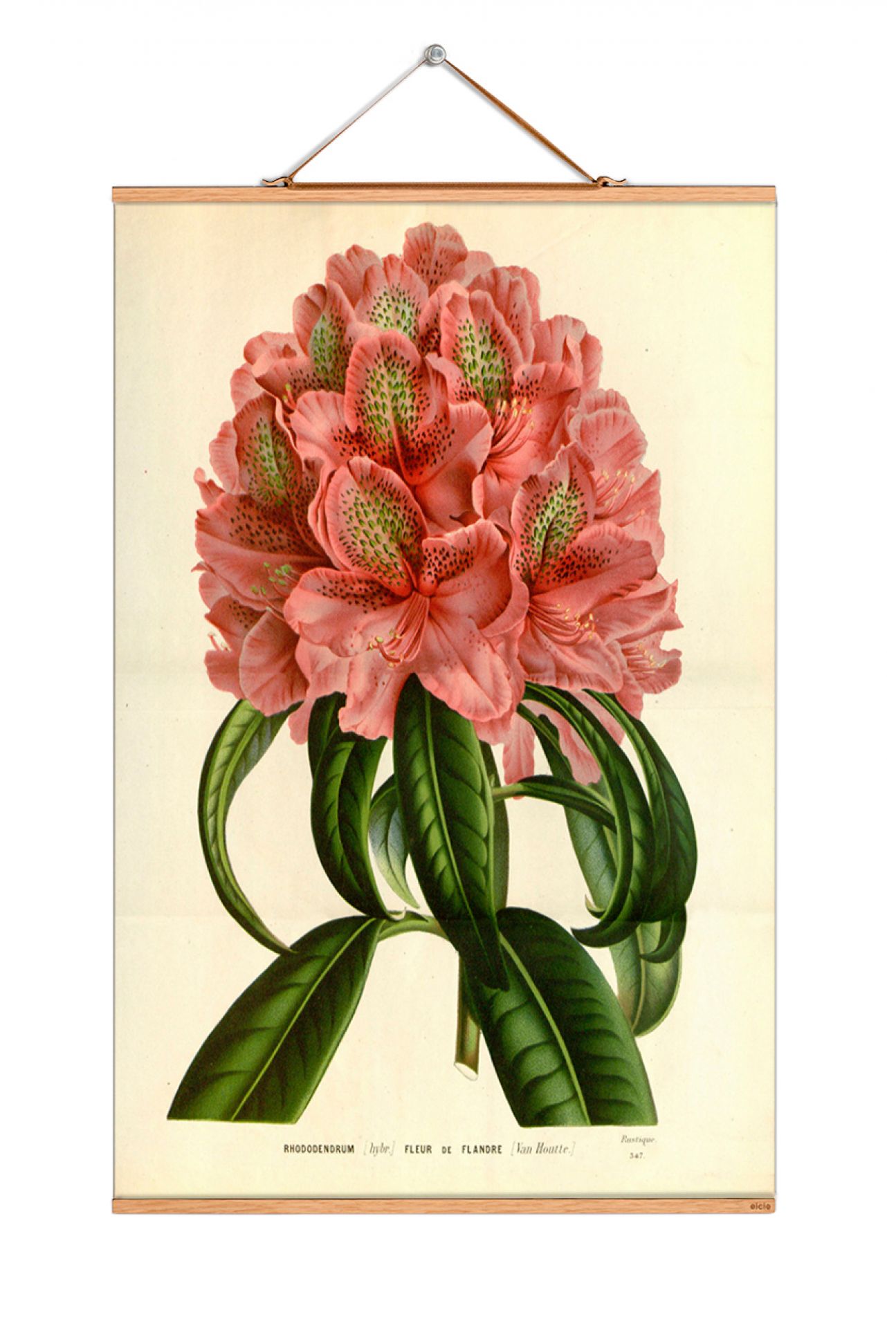 Flowers Poster No 206 eicie EINZELSTÜCK
